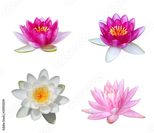 Photo: Water Lily Collection Water Lily Collection