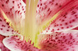 Detail of the stamen with pollen powder of a Lilium flower Detail of the stamen with pollen powder of a Lilium flower