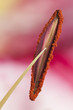 Detail of the stamen with pollen powder of a Lilium flower Detail of the stamen with pollen powder of a Lilium flower