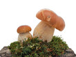 Mushrooms