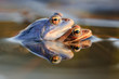 Moorfroschpaarung