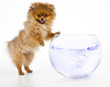 Pomeranian puppy and goldfish bowl Pomeranian puppy and goldfish bowl