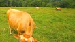 Dairy Cow Does double Take Dairy Cow Does double Take