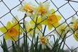 jonquilles jonquilles