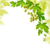 Hop plant border