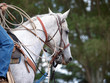 Photo: Cowboy's Pony Cowboy's Pony