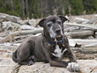 American Staffordshire Terrier
