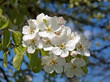 Blühende Birne -  Pyrus