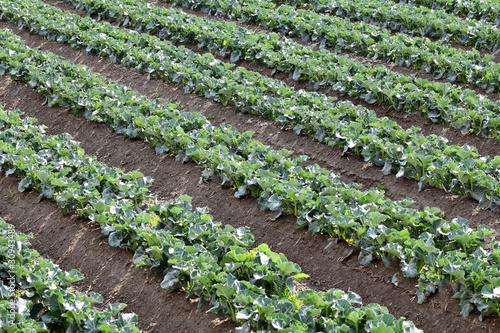 Photo: 野菜畑 野菜畑