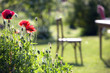 Poppies in the garden