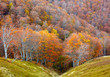 Autumn in the park