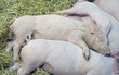 petits cochons faisant la sieste