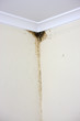 Photo: Schimmelbefall Schimmelbefall