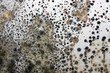 Photo: Schimmelbefall Schimmelbefall