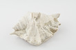 coquillage