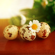 Easter bird eggs with sunshine