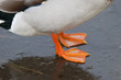 Canard sur la glace de l'étang gelé en hiver