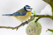 Mésange bleue (Cyanistes caeruleus - Eurasian Blue Tit)