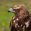 Golden eagle