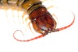 poison centipede poison centipede