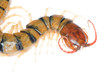 poison centipede poison centipede