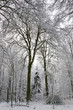 Neige sur la Forêt et les arbres en hiver Neige sur la Forêt et les arbres en hiver