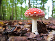 Fliegenpilz