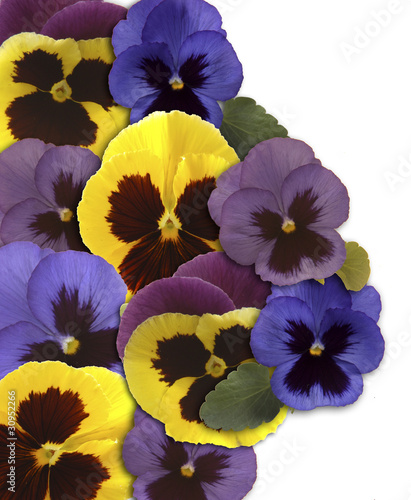 Photo: Viole Viole