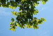 branchages