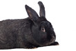 Nice black bunny