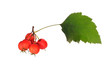 Red hawthorn