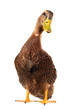 Photo: duck duck