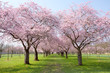 Kirschblüte