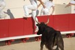 Course camarguaise