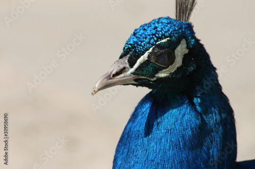 Photo: Pfau Pfau
