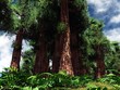 Sequoie