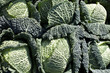 choux vert
