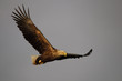 Seeadler