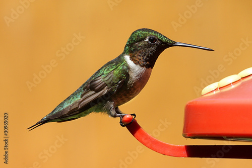 Photo: Ruby-throated Hummingbird Ruby-throated Hummingbird