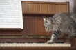 A piano with a sheet of music and a cat stepping onto the piano keys