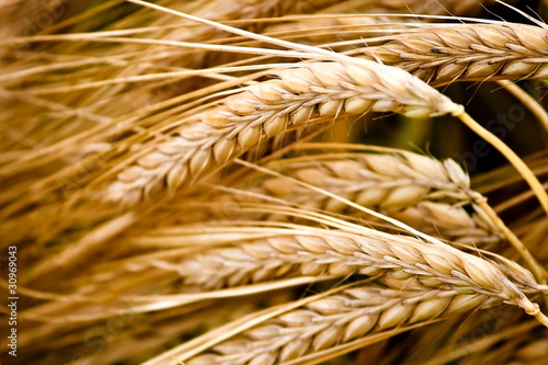 Photo: Spiked wheat closeup Spiked wheat closeup