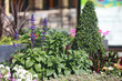 flower garden