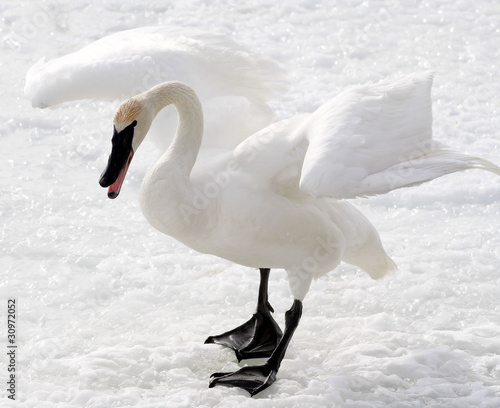 swan walking