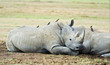 White Rhinoceros in the Masai Marra reserve in Kenya Africa