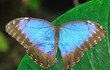 Blue Morpho