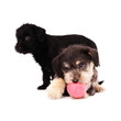 Puppies