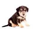 Puppies