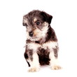Puppies