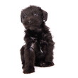Puppies