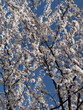 Branchages avec fleurs blanches, ciel bleu. Branchages avec fleurs blanches, ciel bleu.